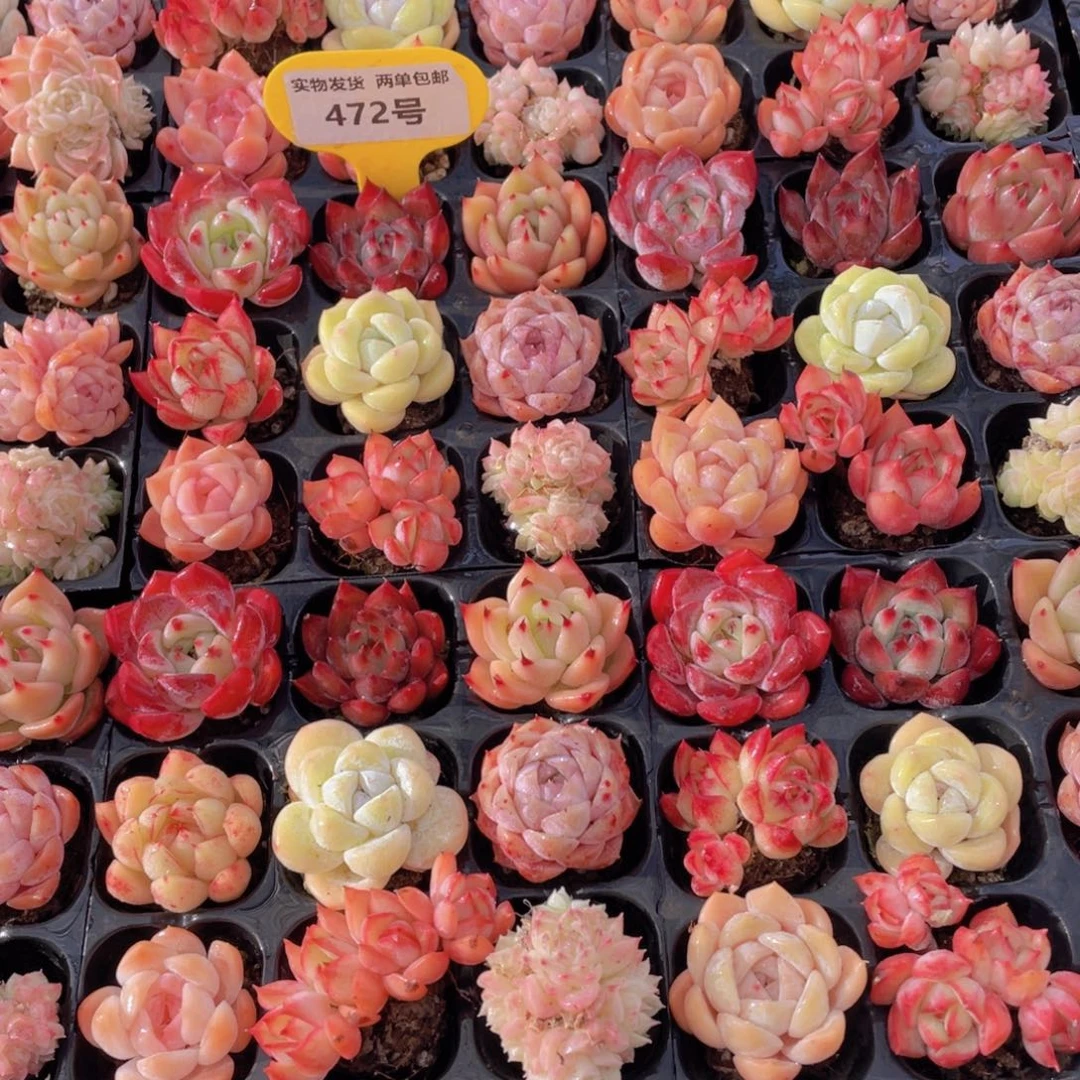 472号精品找可爱美肉九个