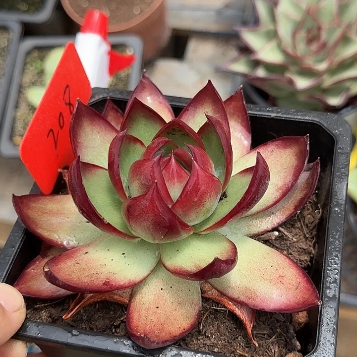 叶***桐惊鸿一物一拍包装收缩花旱獭208