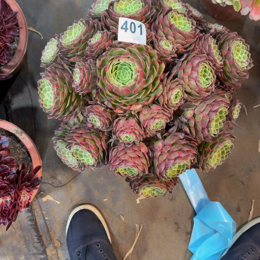 @****꧂多肉法师莲花401