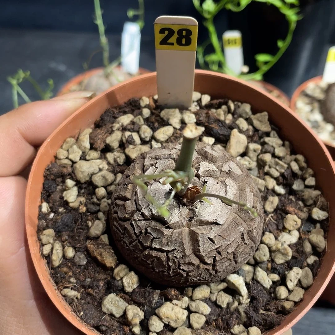 龟甲龙28号不退换