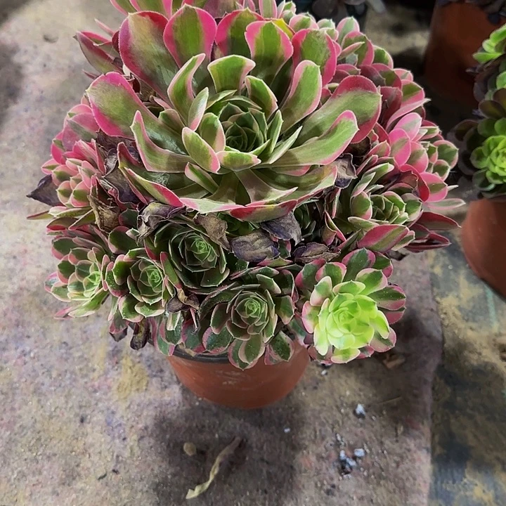 多肉植物妖月法师