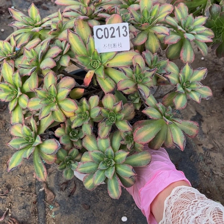 213星灿多肉法师不包断枝