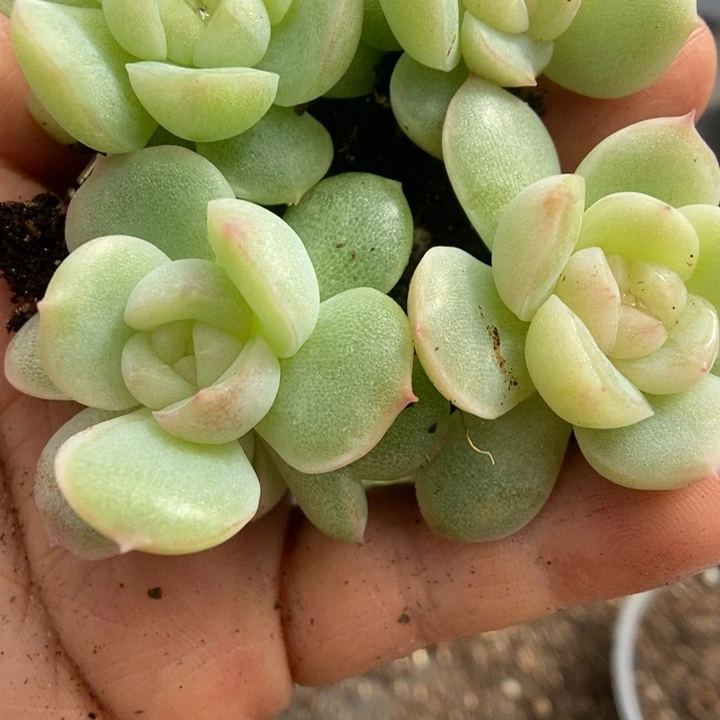 一物一拍一物一拍1110-693