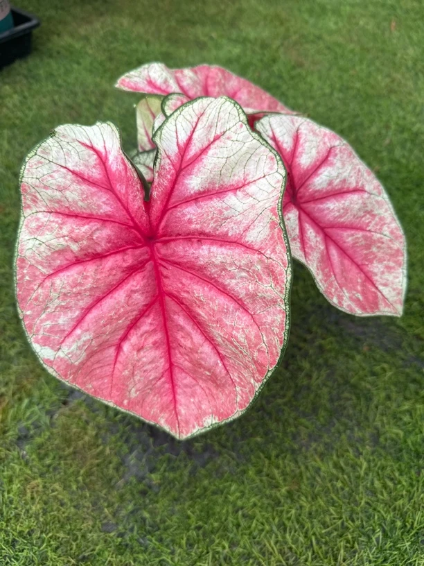 幻想曲美国荷兰种球彩叶芋弗洛里达进口球网红绿植花卉好养活
