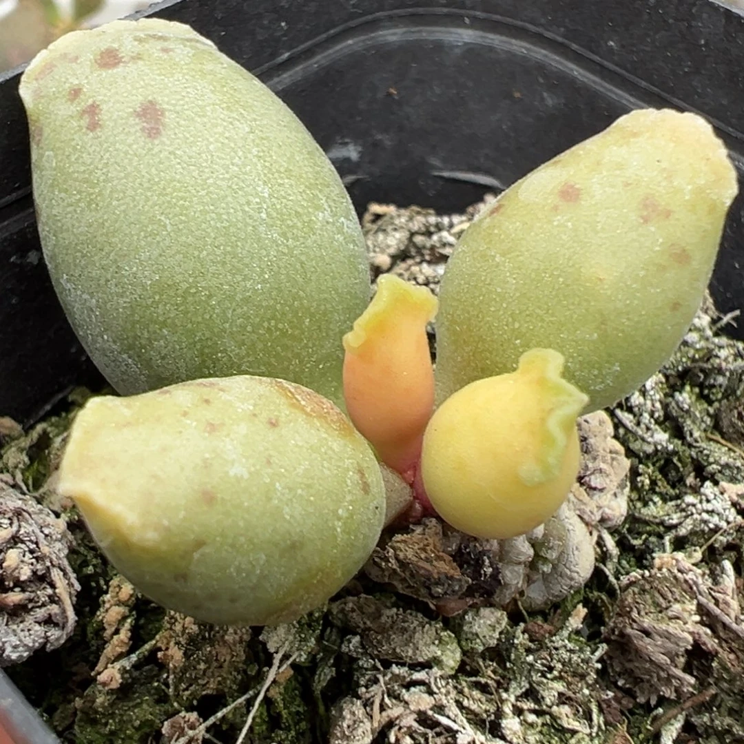 黄金海豹单头纯木质桩多肉植物