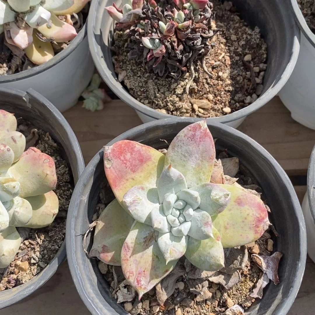 牡丹苹果哈哈哈哈哈哈哈