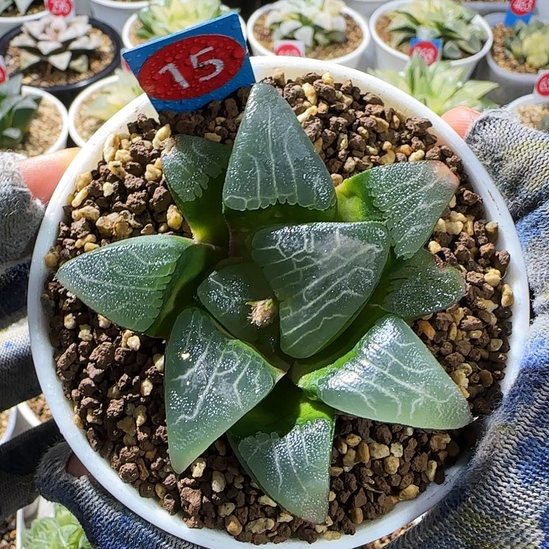 15号大型实生未繁殖 一物一拍带盆发