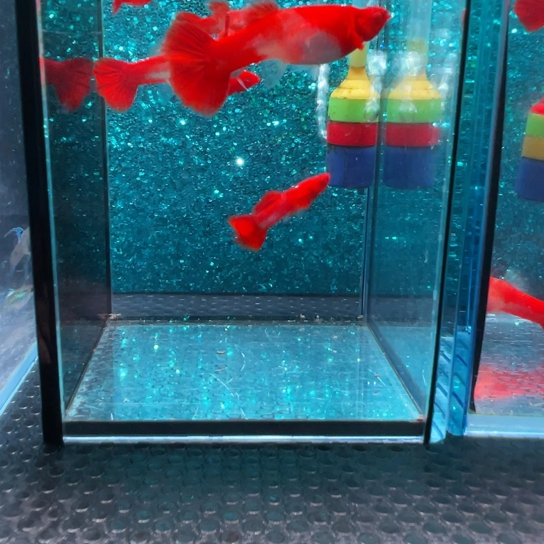 孔雀鱼双分水通背3对