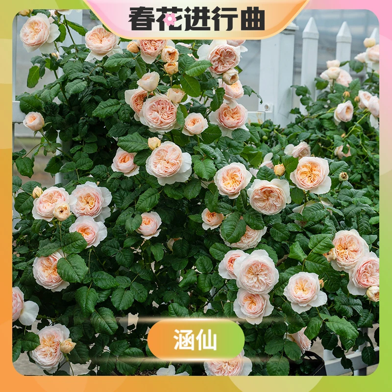 【春花进行曲】天狼月季  涵仙 自育藤本月季中香多季开花爬藤拱门