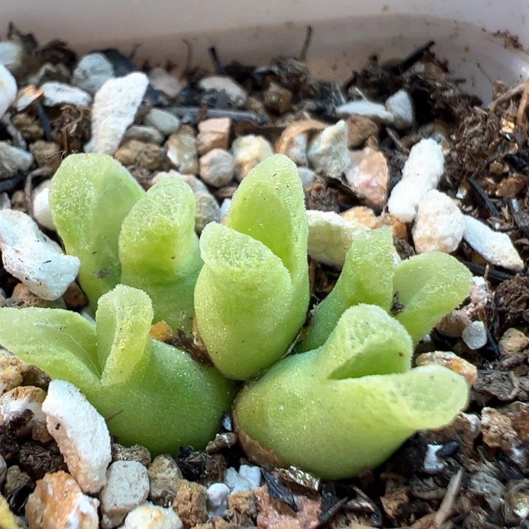 192多肉植物百科知识