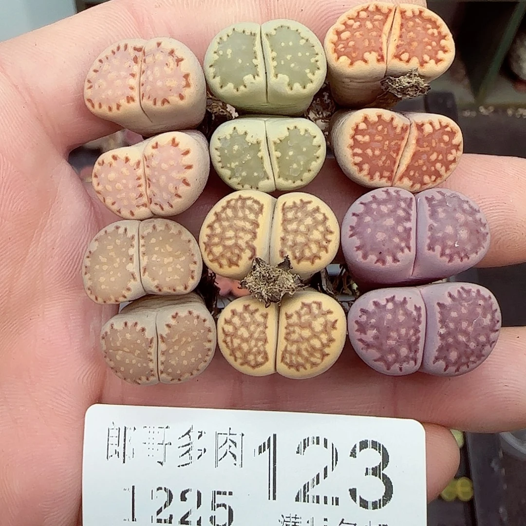 满满18包邮1225-123