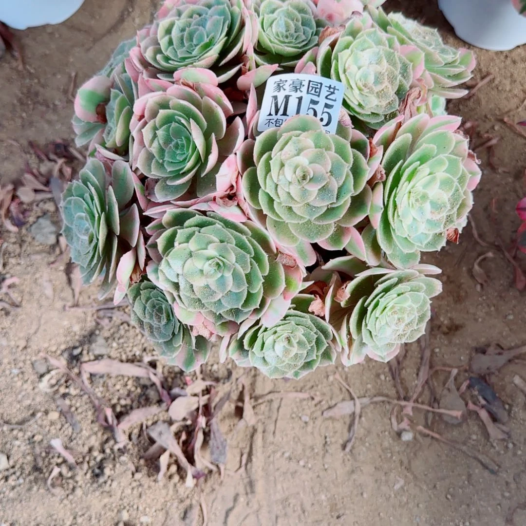 荔枝法师155冠幅28