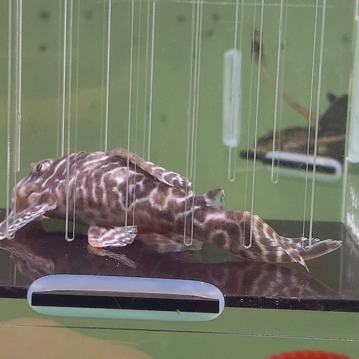 海水鱼遐思帝王迷宫3号