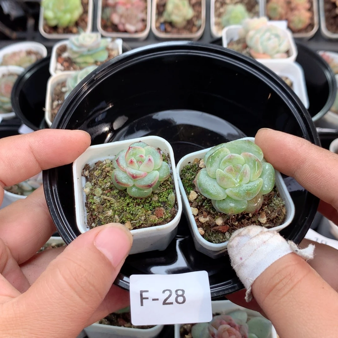 无花朵F28英语英语