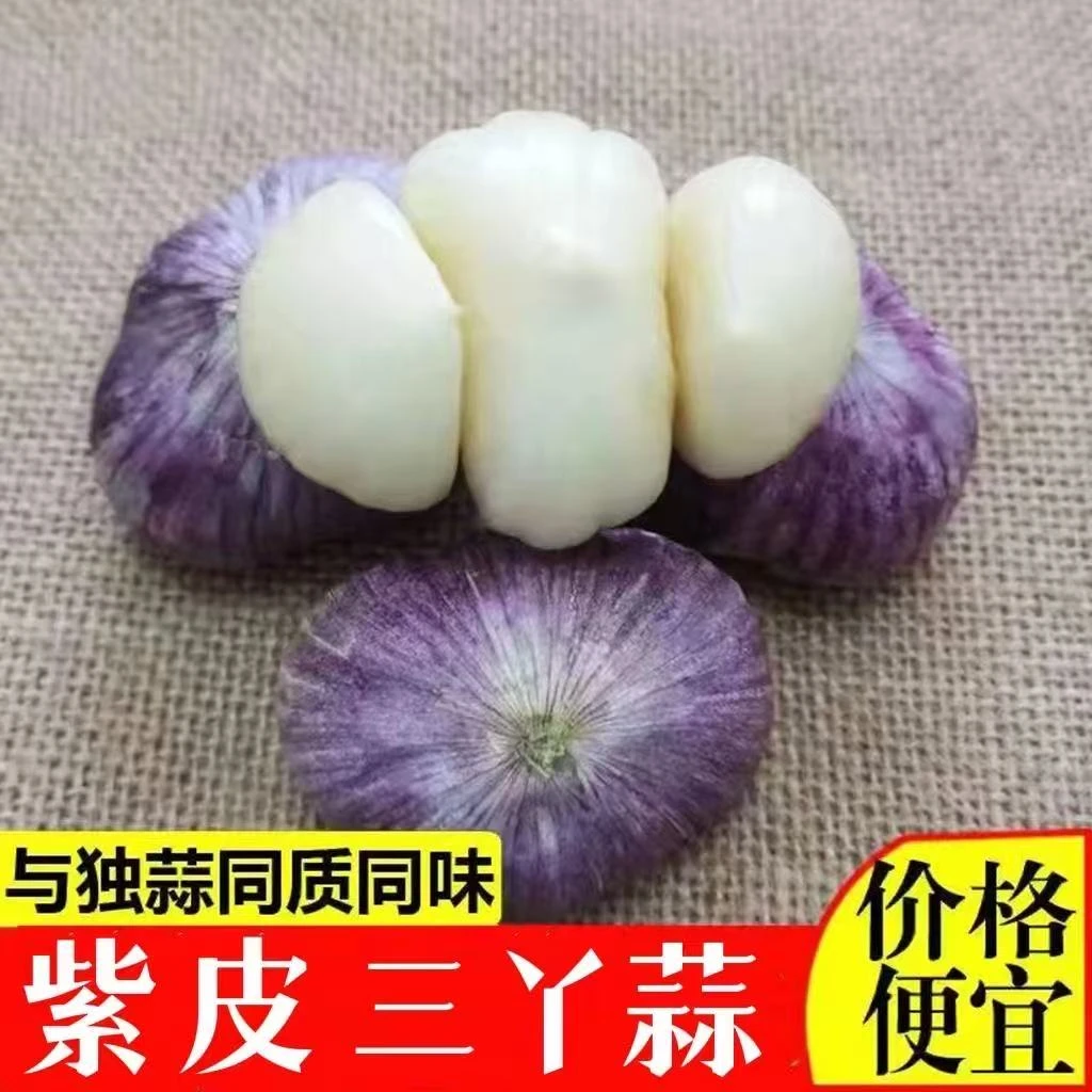 2025年紫皮三丫蒜新鲜大蒜三瓣蒜新蒜红皮蒜大蒜头批发蔬菜湿蒜头