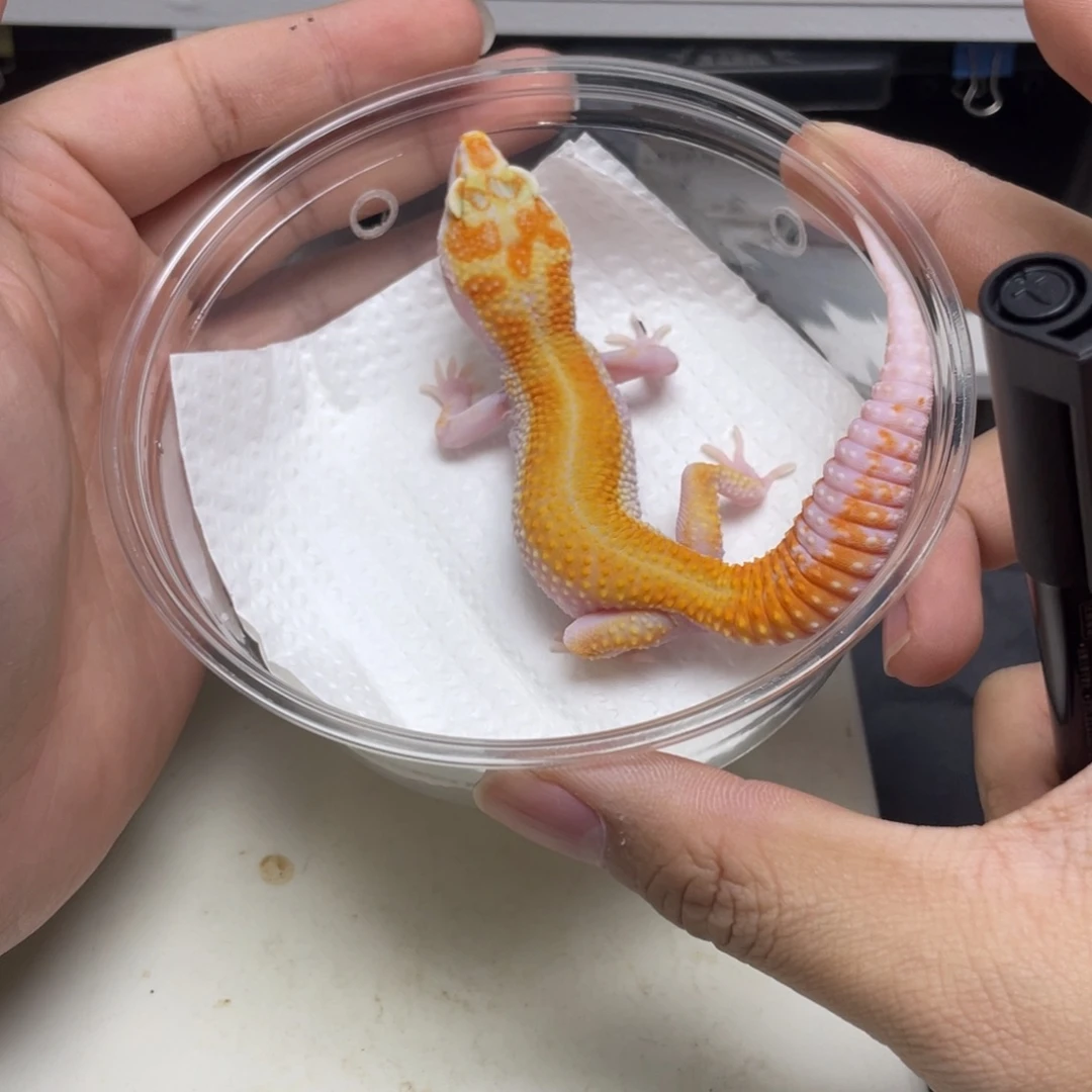 豹纹守宫无纹红直线 福利