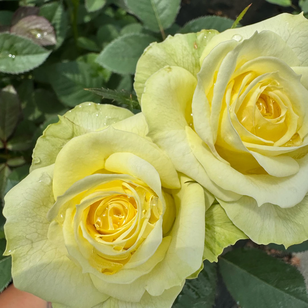 【苹果绿】花朵饱满高杯状花型抗病性好生长迅速适合盆栽