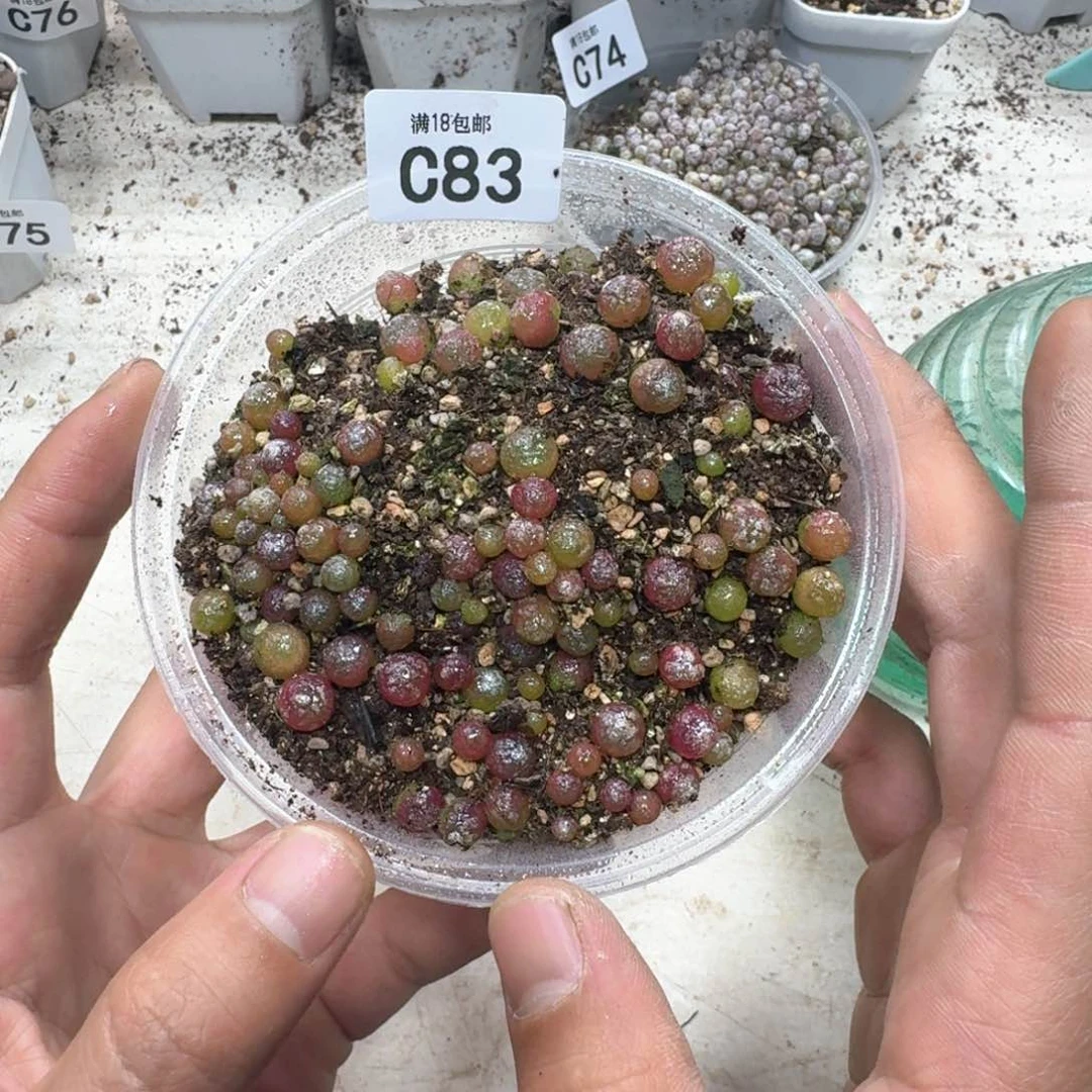 C83 小灯泡一盒。多肉植物