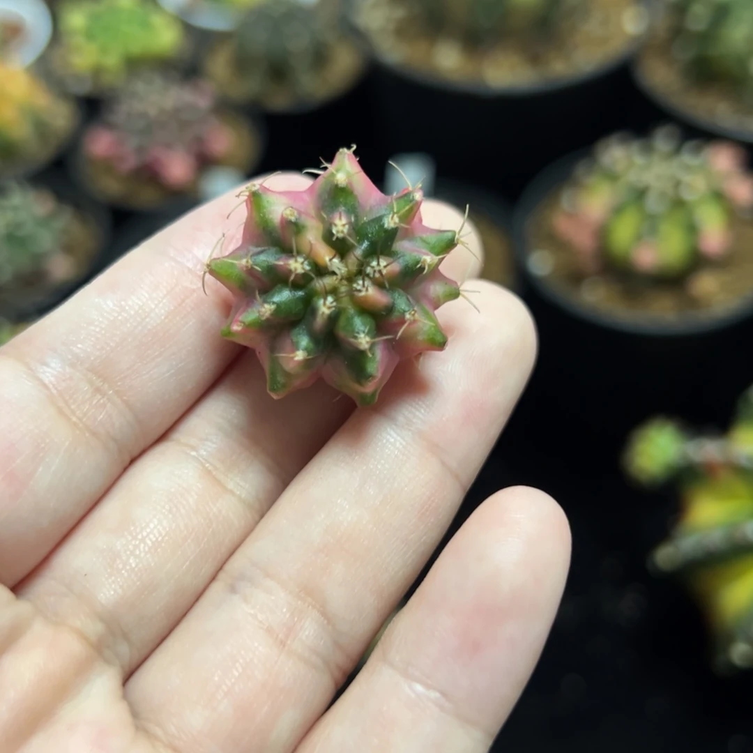 特价米哈侧芽好看