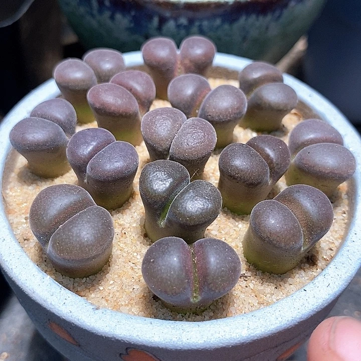 黑玫瑰风铃一颗