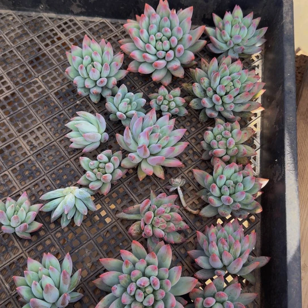 所罗门寄养桑榆多肉