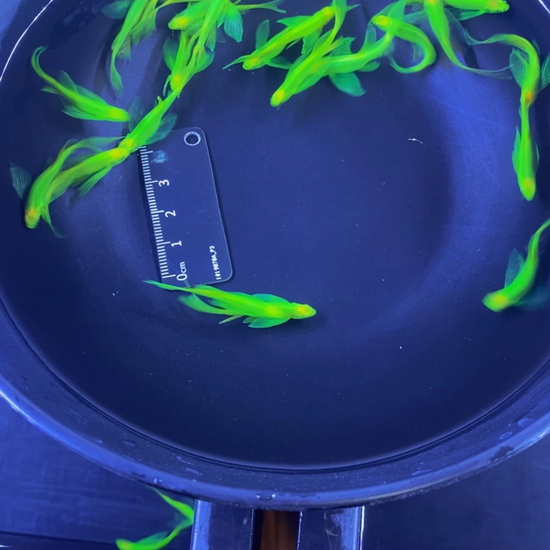 斑马鱼蝶翼斑马3.5-4厘米翡翠25送2