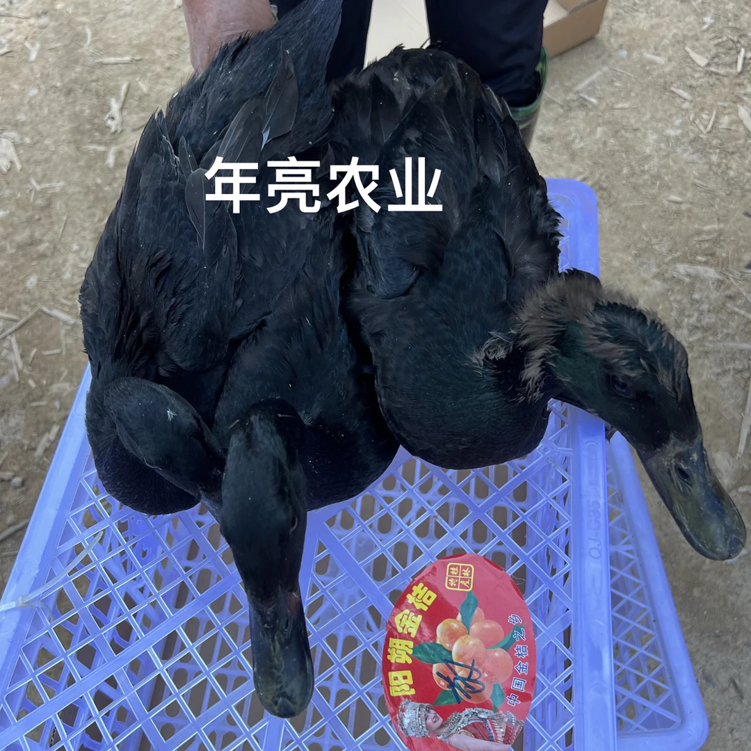正宗莆田黑鸭宠物鸭一斤规格的黑鸭5只起包邮