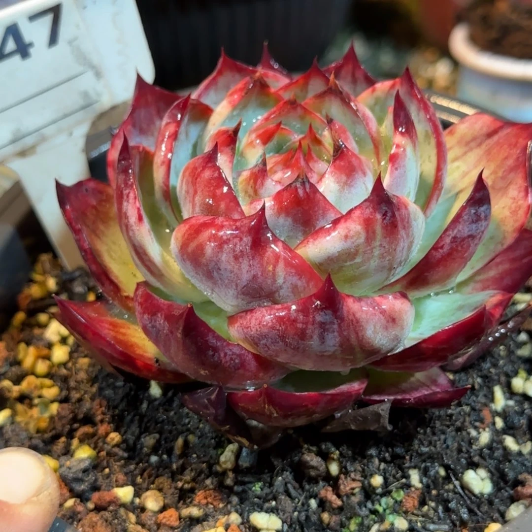 花***土惊鸿一物一拍包装收缩花旱847
