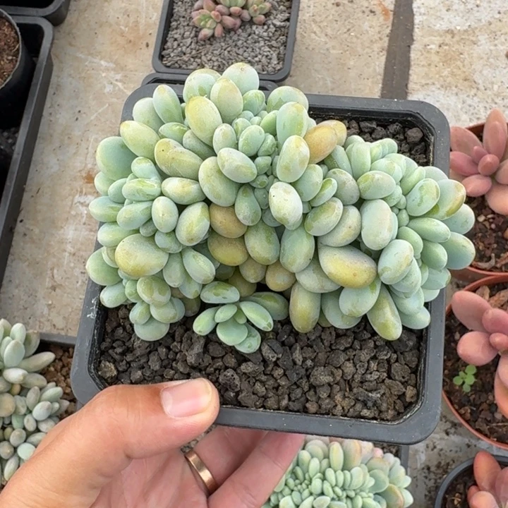 洛神 缀化 一物一拍