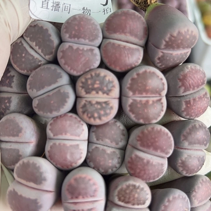 8842 好养易活生石花大母本19个