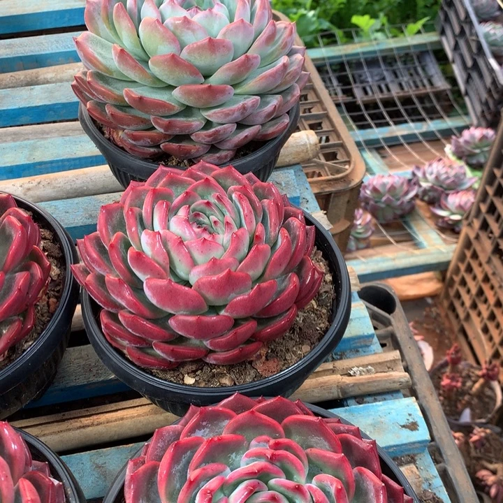 超大红鸾多肉植物39.99