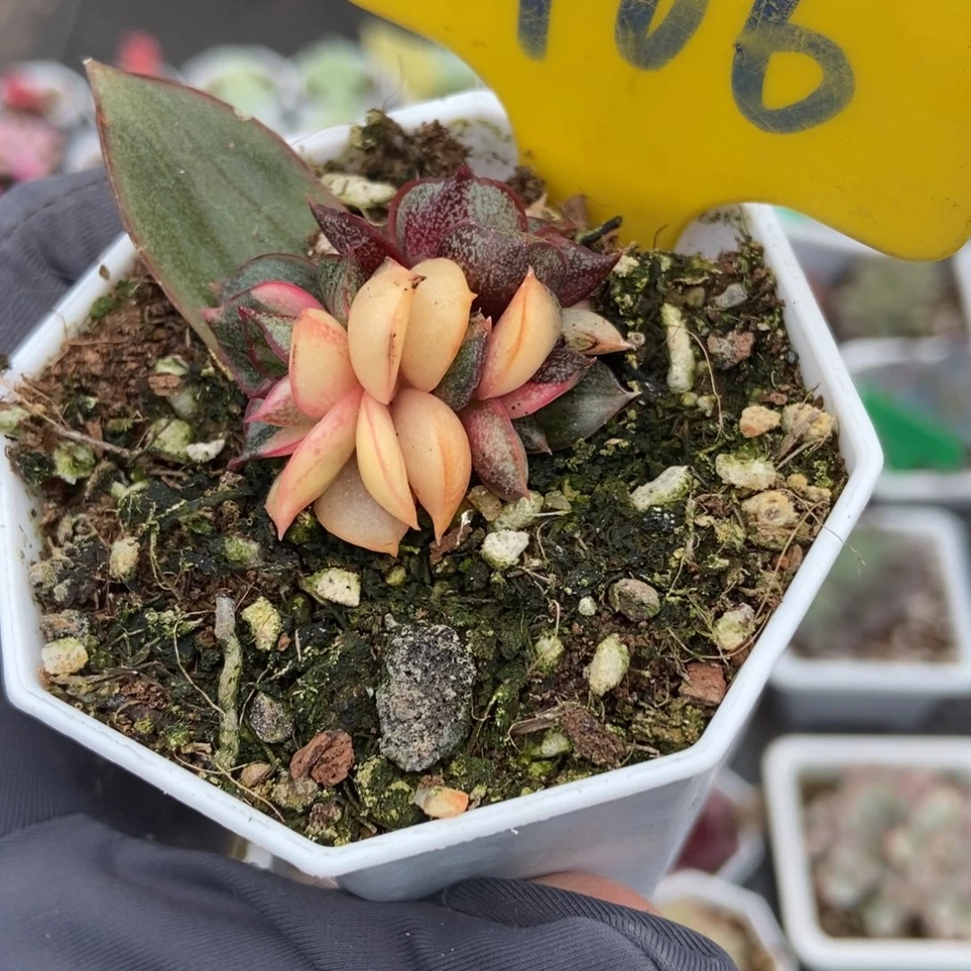 966麒麟座锦多肉植物