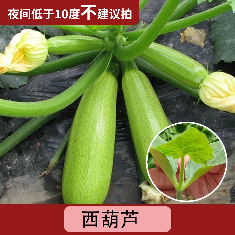 【西葫芦】秧苗水果早熟无蔓玉苗圆角瓜四季菜苗（带土蔬菜茄子）