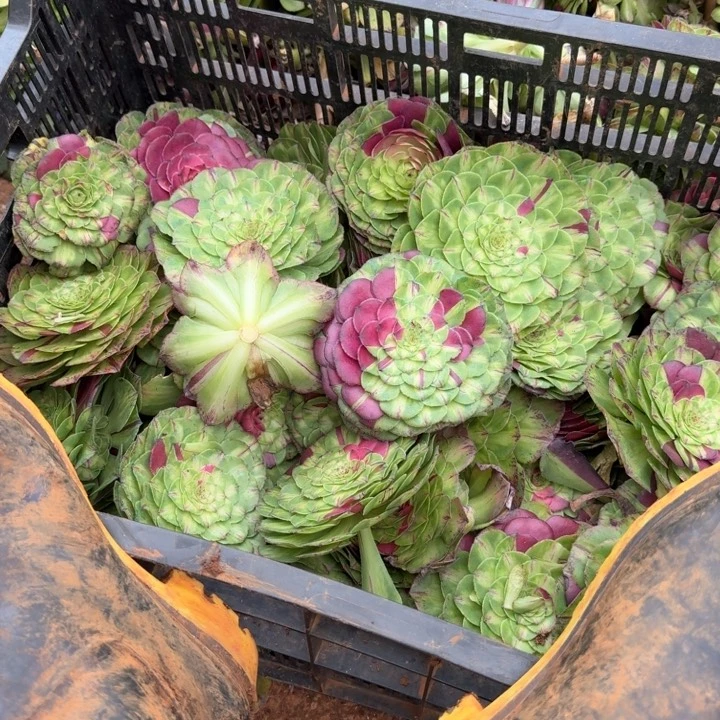 知否大主头花脸主头啊啊