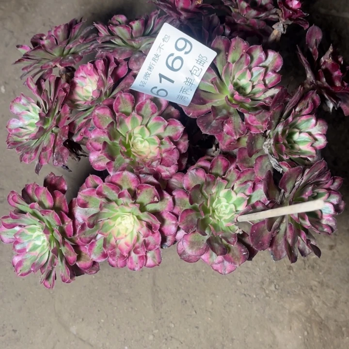 6169红铜的人多肉豆