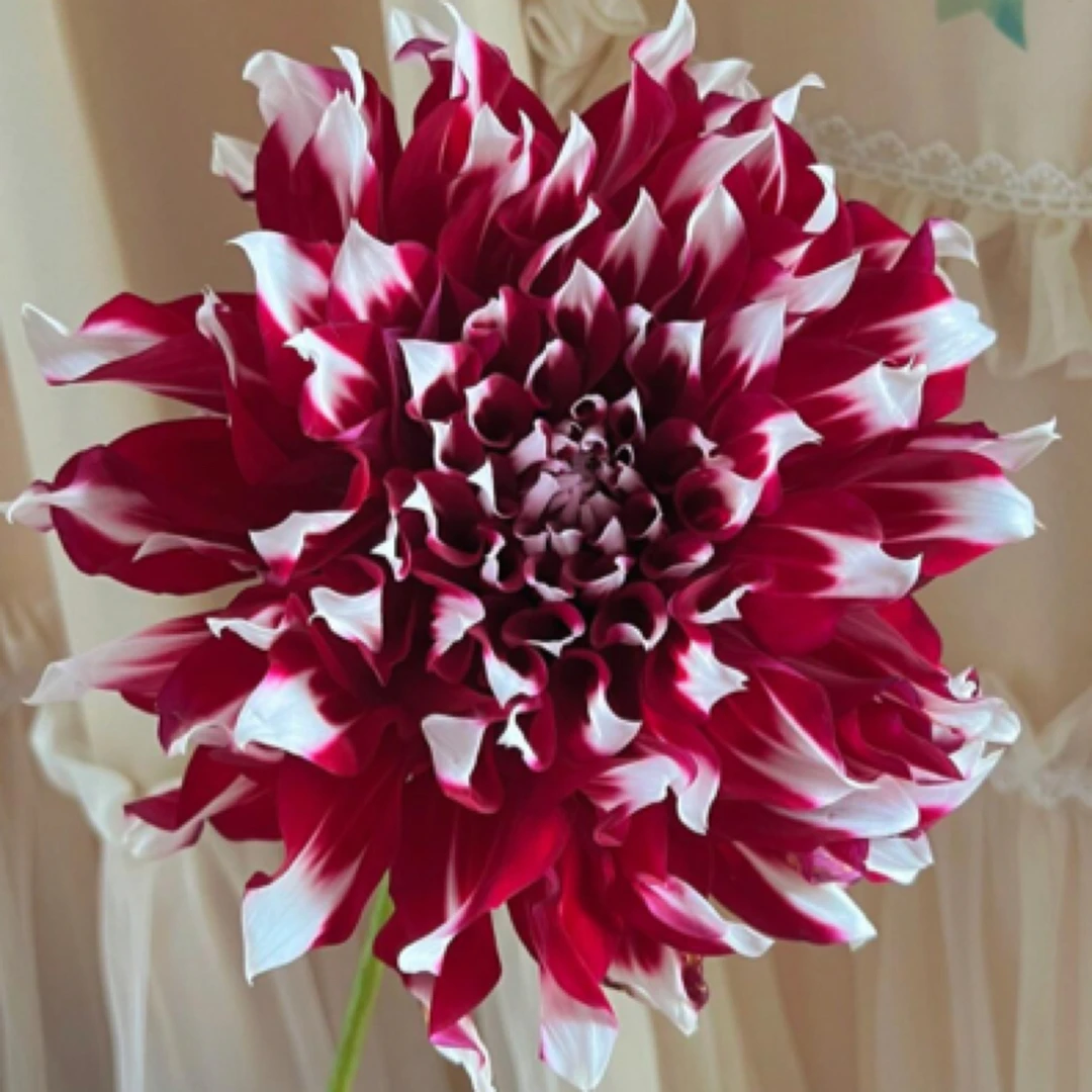 【X元素】进口大丽花多年生盆栽地栽整坨