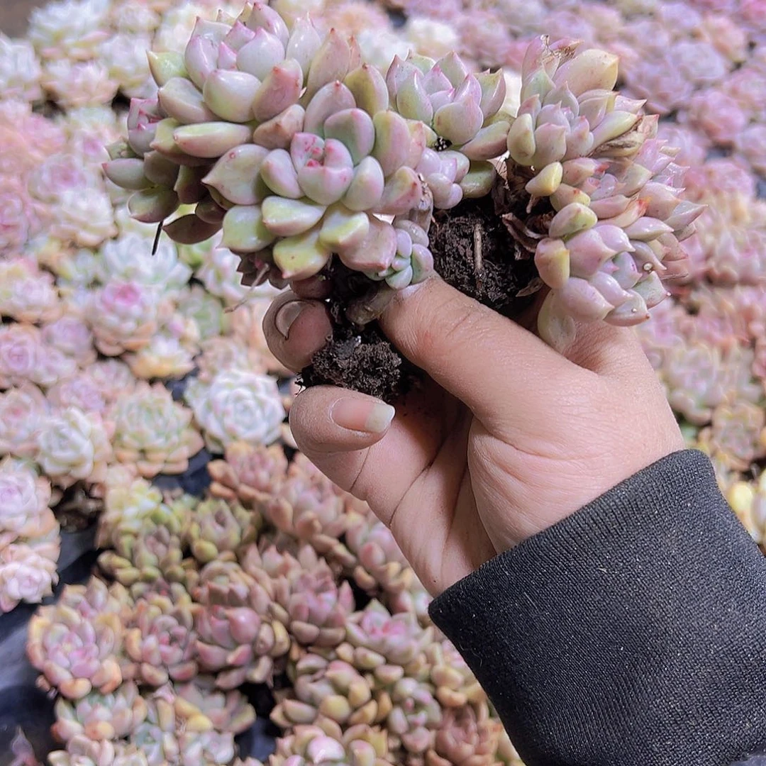 油漆桶2群19包油