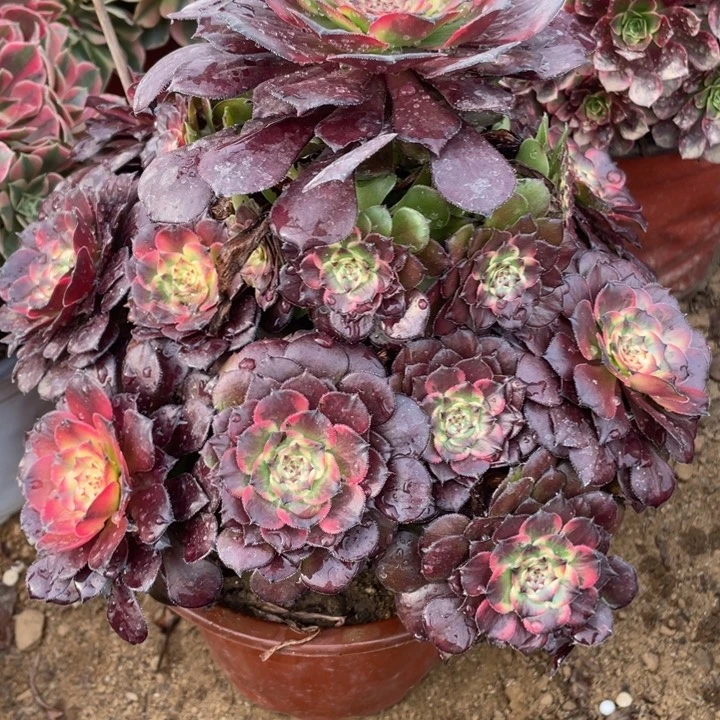 完全开放691多肉植物烟花