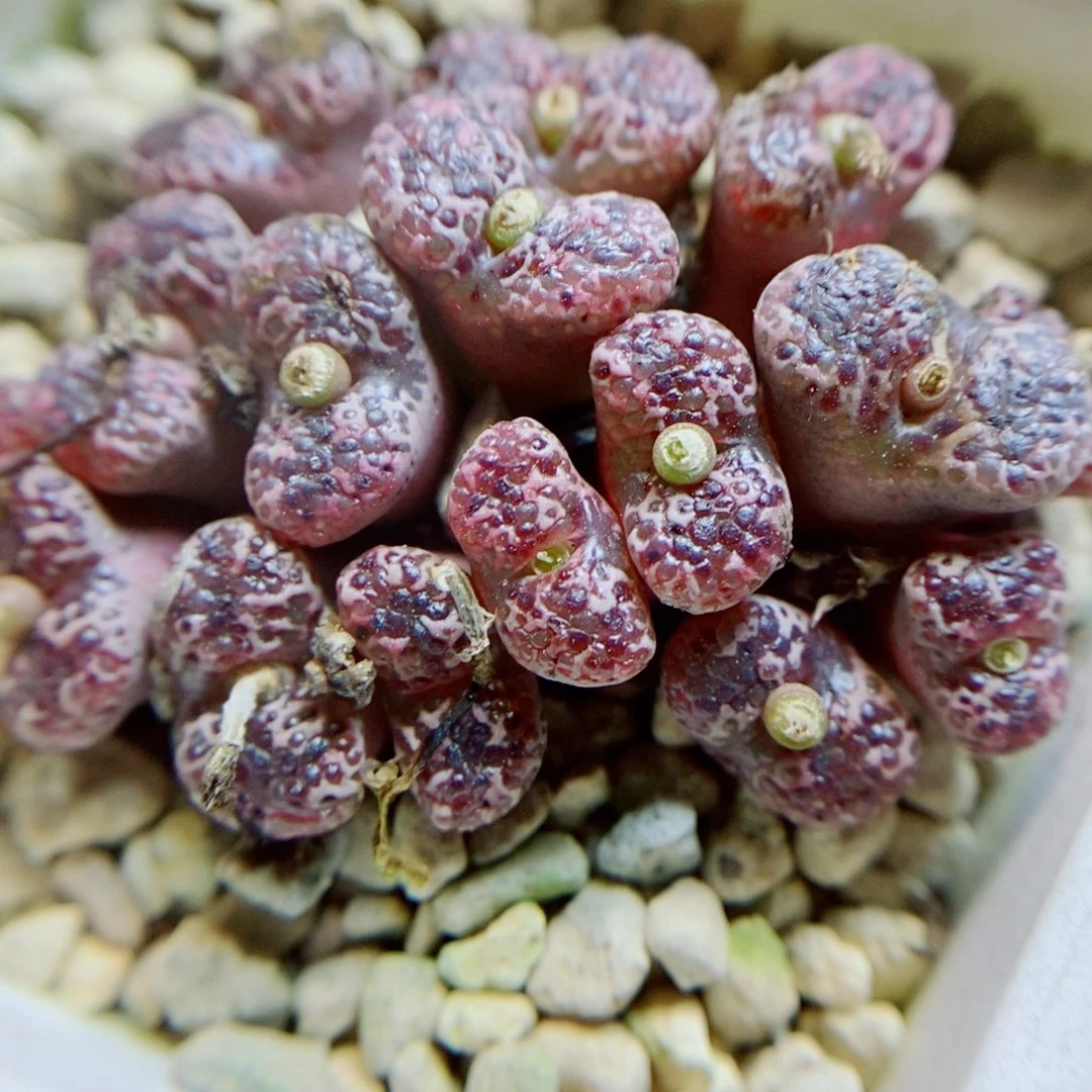 生石花花花花花花252