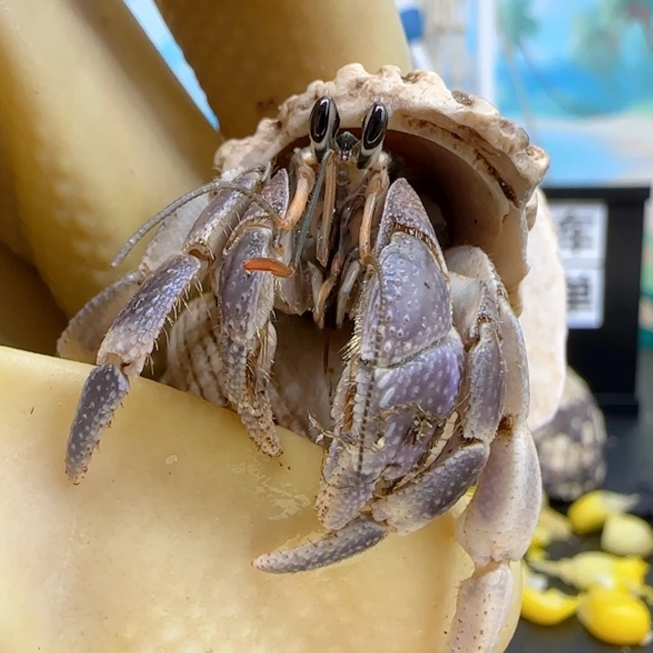 A17暗夜紫 灰白1.3cm口径