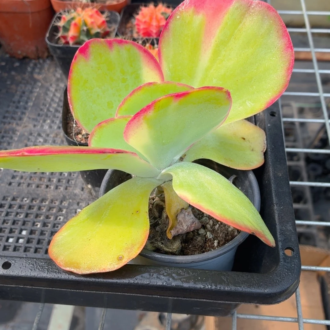 唐印锦多肉9.9包邮发货