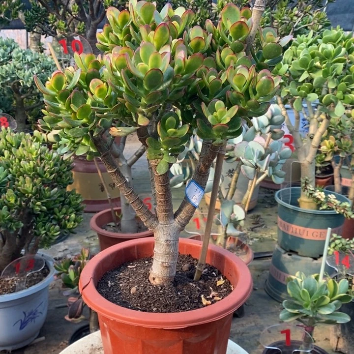 糖果姬红一物一拍