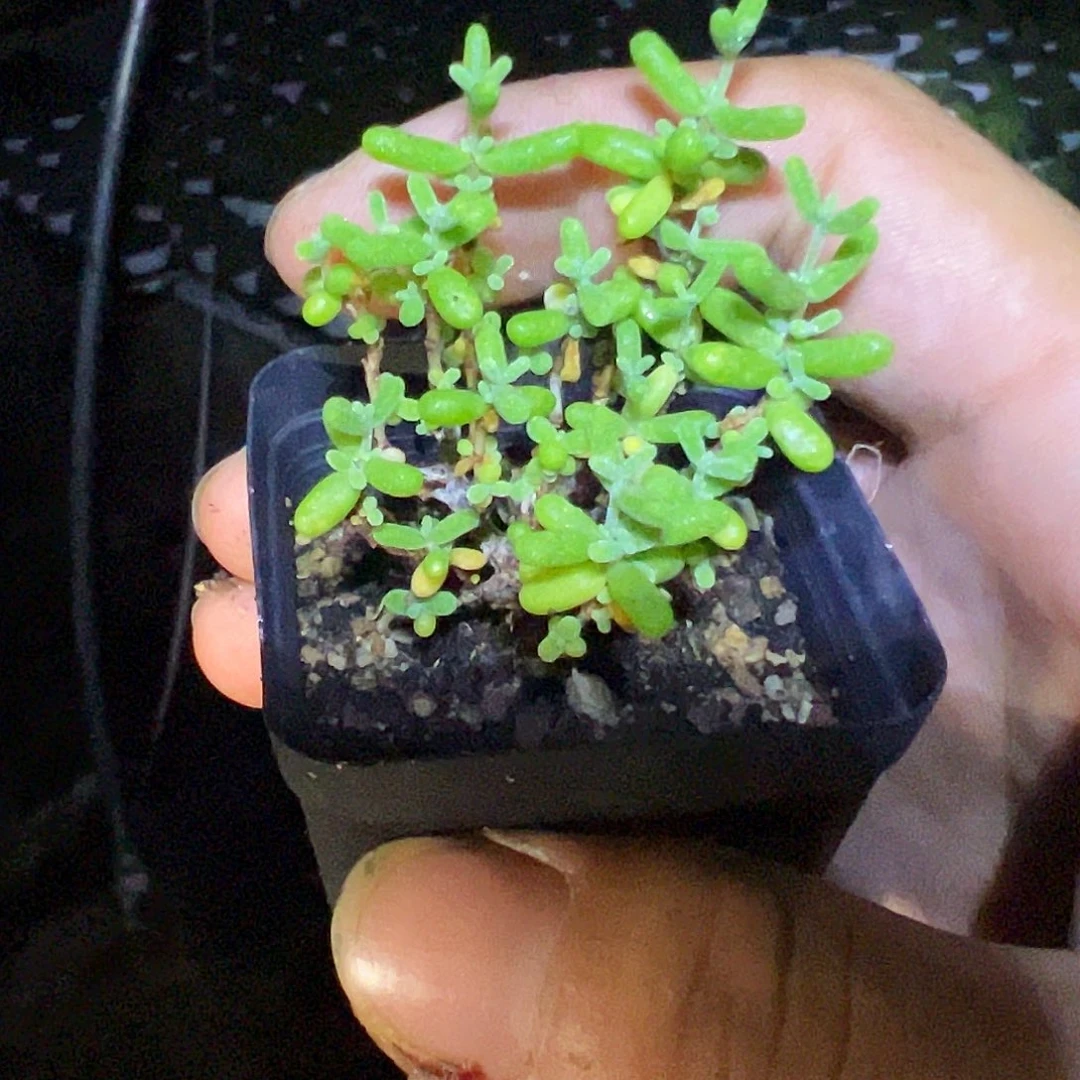 米粒55杯老桩福利