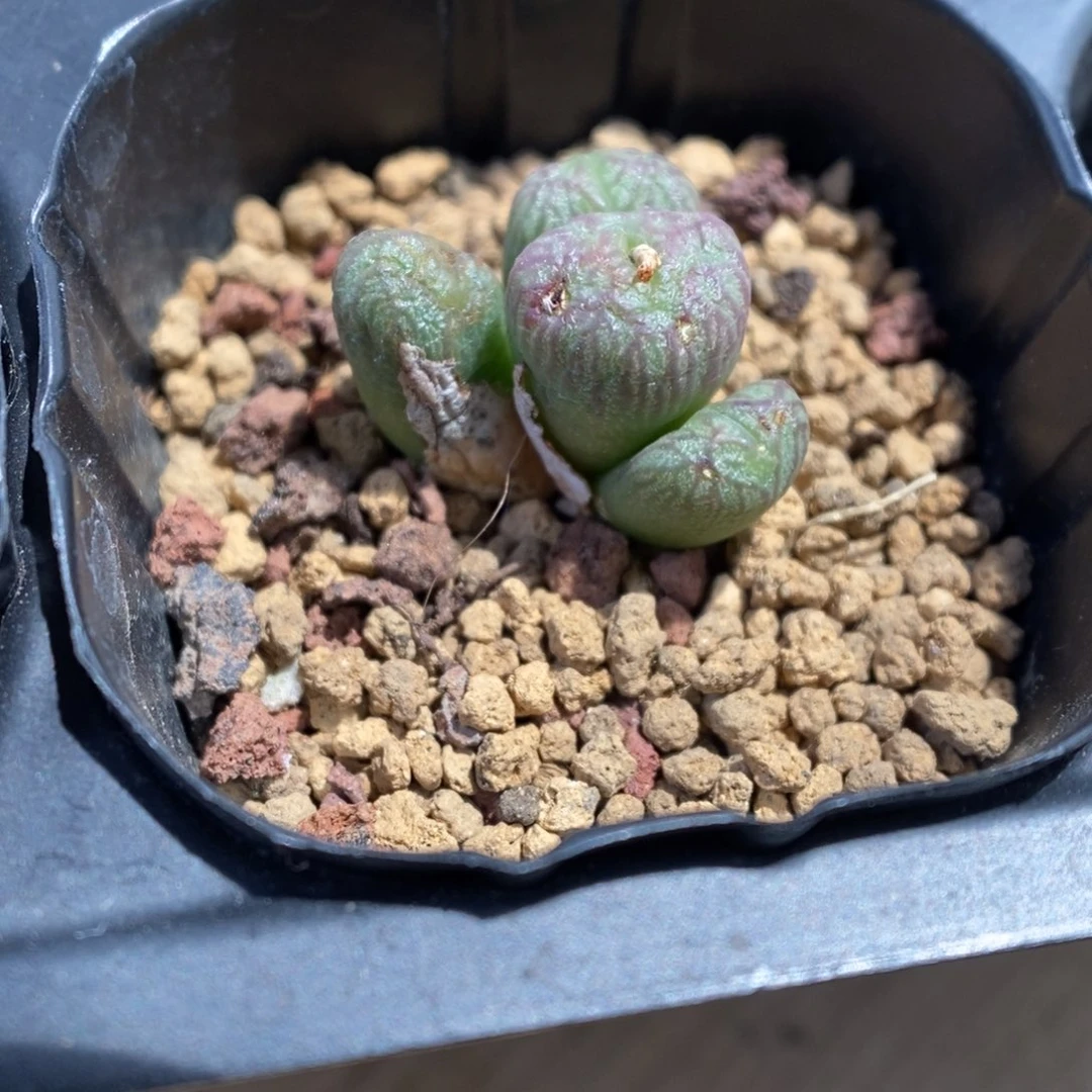 多肉植物肉锥杂交K-3316