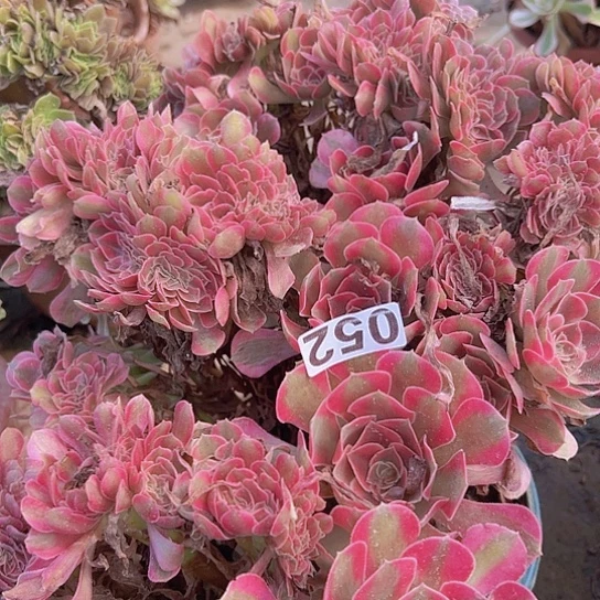 用***0多肉植物一个香非