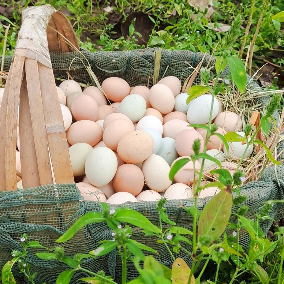 农家散养土鸡蛋粉壳绿壳天然谷物喂养新鲜营养健康