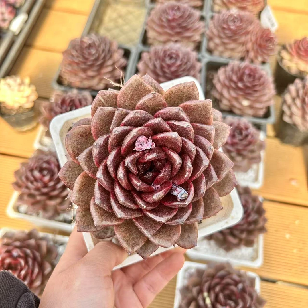 12#墨玉麒麟多肉植物  前男友精品多肉 SM0862