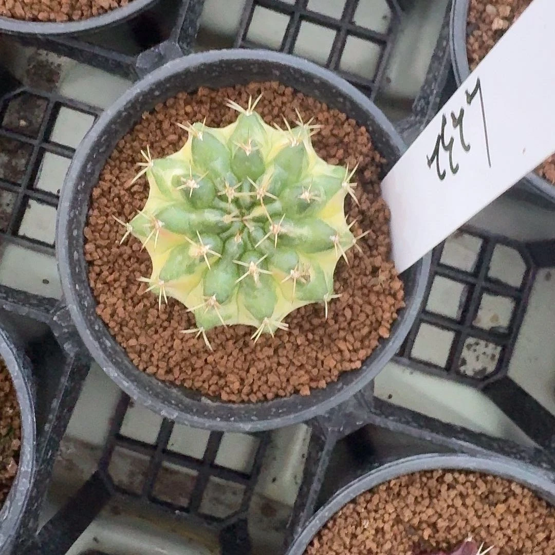 L232-1127广东发货 奶油太妃