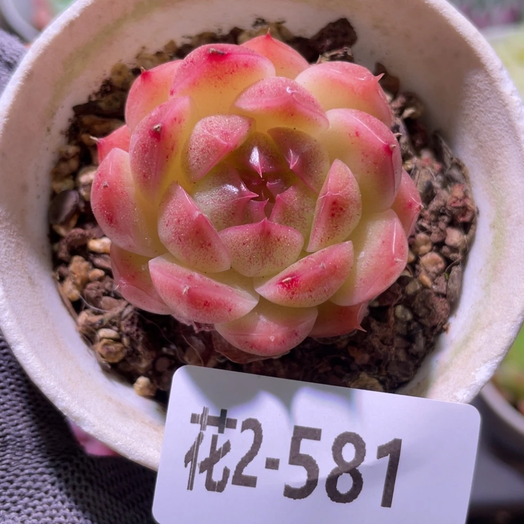 花利美2-581海王