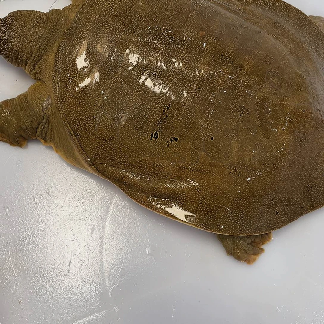 中国大陆12345678